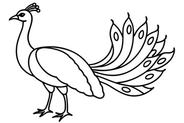 Modern Peacock Line Drawing