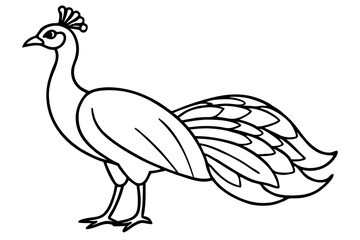 Modern Peacock Line Drawing