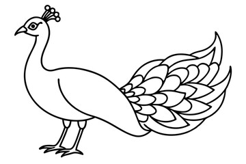 Modern Peacock Line Drawing