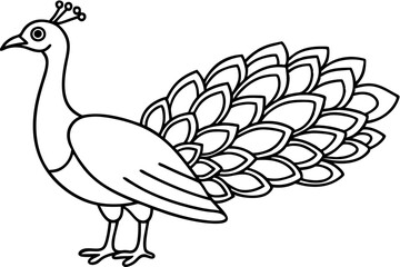 Modern Peacock Line Drawing