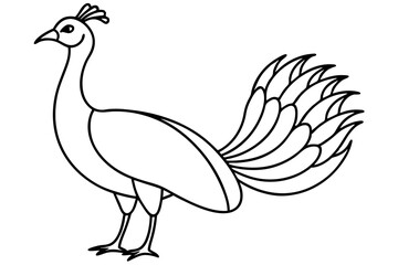 Modern Peacock Line Drawing