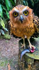 Captivating buffy fish owl clutching its fresh prey