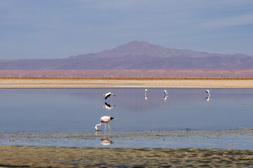 Flamingo's feeding at the Laguna Chaxa. Part of the Los Flamencos National Reserve, Chile.	