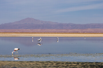 Flamingo's feeding at the Laguna Chaxa. Part of the Los Flamencos National Reserve, Chile.	
