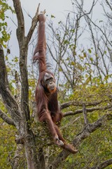 Orangutan hanging in a forest.