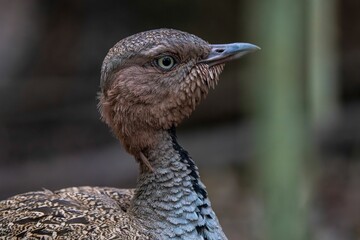 Close-up of a kori bustard with intricate feathers.