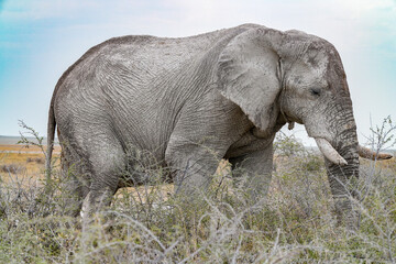 Elefantenbulle durchzieht die Steppe von Etosha