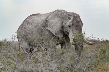 Elefantenbulle durchzieht die Steppe von Etosha