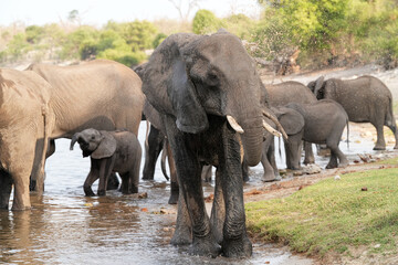 Fototapeta premium Herde von Elefanten unterwegs an einem Flussufer im Norden Namibias an der Grenze zu Botswana