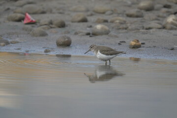 Common sand piper on the beach