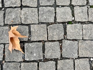 A dry, curled autumn leaf resting on a textured cobblestone pavement. The grey stones are...