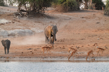 Herde von Elefanten unterwegs am Fluss mit Impalas