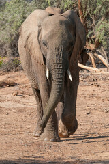 Ein Elefant ernährt sich von den Büschen in der Steppe am Rand der Namibwüste