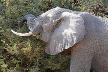 Ein Elefant ernährt sich von den Büschen in der Steppe am Rand der Namibwüste