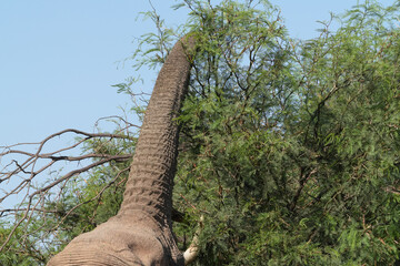 Ein Elefant ernährt sich von den Büschen in der Steppe am Rand der Namibwüste