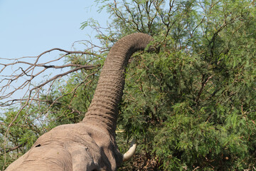 Ein Elefant ernährt sich von den Büschen in der Steppe am Rand der Namibwüste