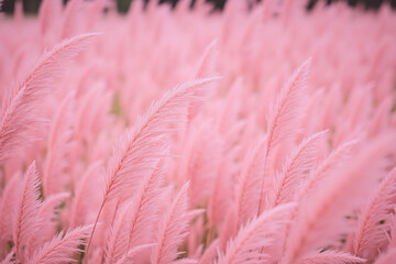 field of pink grass tall slender grass blades soft pink color