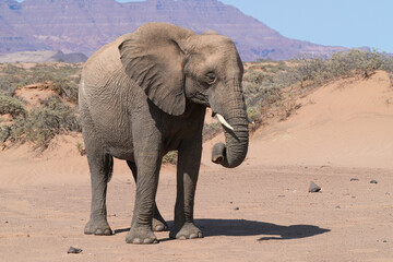 Obraz premium Ein Wüstenelefant in der Namibwüste von Namibia