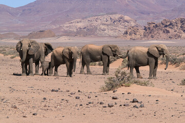 Herde von Elefanten unterwegs in der Namibwüste © Markus Kammermann