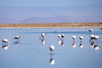 Flamingo's feeding at the Laguna Chaxa. Part of the Los Flamencos National Reserve, Chile.	