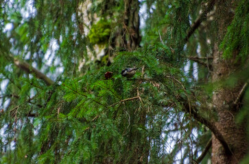 Small bird perched on a green spruce branch in peaceful forest. Bird resting, soft mood, nature harmony, close-up shot, slightly hidden, deep forest, organic textures, gentle lighting, wildlife focus,