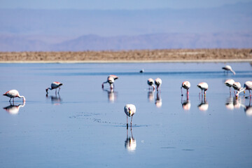 Flamingo's feeding at the Laguna Chaxa. Part of the Los Flamencos National Reserve, Chile.	