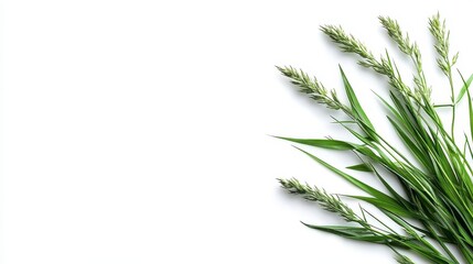 Fresh Green Grass Stalks on White Backdrop with Natural Sunlight Overhead for Decoration