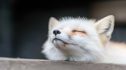 Calm fox resting on wood, park background, nature scene, animal portrait
