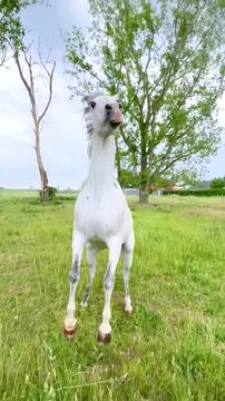 A white horse looks at the camera and rears up in a summer pasture