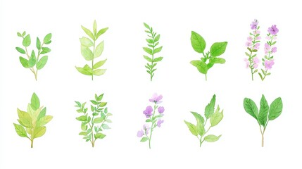 Eco-Friendly Herbal Packaging, vibrant watercolor label designs showcasing natural elements, ideal for sustainable herbal wellness brands, clean and modern aesthetic, versatile clipart.