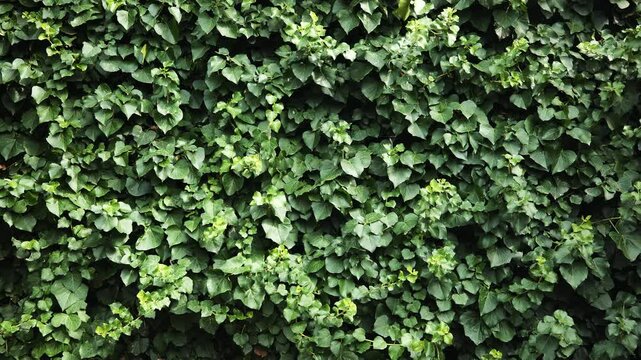 Verdant ivy climbing stone wall, creating textured green surface characteristic of crimean coastal scenery near black sea shoreline
