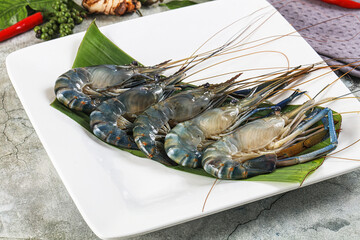 Raw blue river prawn in the plate