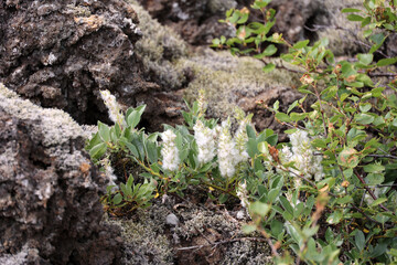 Silky willow in close-up, Iceland   