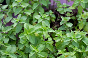 Fresh mint leaves in the garden