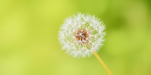 Fototapeta premium Close-up of a single green dandelion petal resting on a soft pastel background, providing a soothing backdrop for adding text or design, dandelion, pastel, copy space