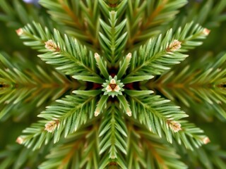 Close up of Nordmann fir tree branches with vibrant green needles and symmetrical shape, symmetrical, botanical, Nordmann fir