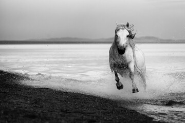 A powerful Mongolian horse portrait, embodying the spirit of Chinggis Khan's legendary steed....