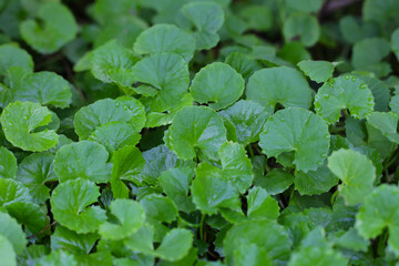 Green leaves of centella asiatica with rain drop (Gotu Kola) Fresh herb plant