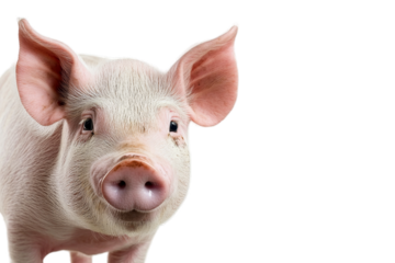 Close-up portrait of a curious young pig with pink ears and snout on transparent background