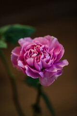 Fototapeta premium Close-up of A Pink Carnation
