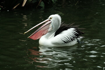 Australian Pelican bathing on the pond
