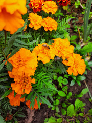 Bee on flowers. Marigolds. Autumn