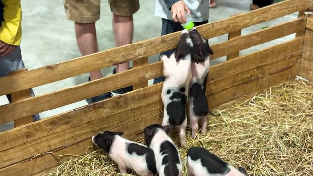 Baby pigs get fed milk from a child, temporary mini zoo activity in a shopping mall in Thailand.