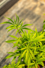Fototapeta premium Cannabis bud on an Indoor grow facility farm