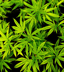 Cannabis bud on an Indoor grow facility farm