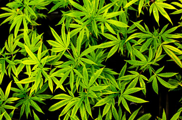 Cannabis bud on an Indoor grow facility farm