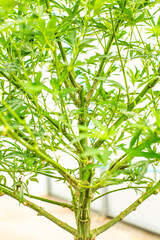 Naklejka premium Cannabis PLANT on an Indoor grow facility farm