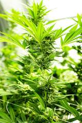 Cannabis PLANT on an Indoor grow facility farm