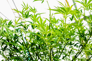 Cannabis PLANT on an Indoor grow facility farm