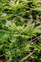 Cannabis PLANT on an Indoor grow facility farm